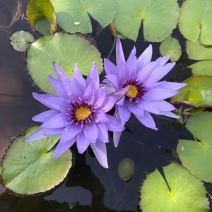 Meet your Posher, Roxy